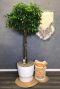 Ficus nitida kamerplant 1 2 1