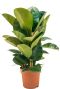 Monstera Siltepecana