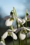 Galanthus woronowii sfeer