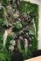 Epipremnum Pinnatum Global Green blad variegata