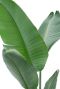 Syngonium Red Spot blad