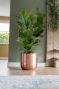 Alocasia Branchifolia Pink Passion blad