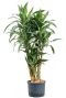 Grote dracaena ulises