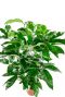 Grande schefflera amate verte
