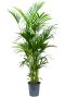 Syngonium Red Spot blad