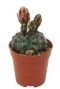 Gymnocalycium cactus