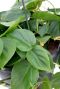 Philodendron scandens