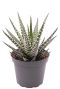 Haworthia big band