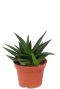 Haworthia pentagona succulent