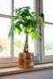 Monstera Siltepecana