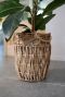 Syngonium Red Spot blad