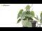 Alocasia Branchifolia Pink Passion blad