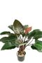 Alocasia Branchifolia Pink Passion blad