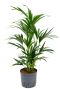 Kentia howea hydrocultuur