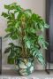 Syngonium Red Spot blad