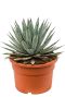 Agave macroacantha