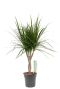 Dracaena Marginata