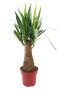 Yucca Elephantipes