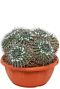 Mammillaria compressa cactus