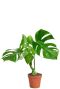 Syngonium Red Spot blad