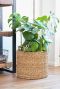 Syngonium Red Spot blad