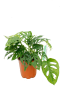 Monstera Adansonii