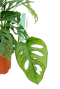 Monstera Siltepecana