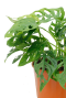 Alocasia Branchifolia Pink Passion blad
