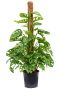 Alocasia Branchifolia Pink Passion blad