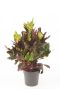 Croton variegatum Excellent