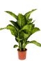 Dieffenbachia maroba