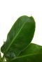 Alocasia Branchifolia Pink Passion blad