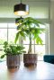 Syngonium Red Spot blad