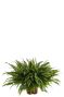 Nephrolepis green lady varen