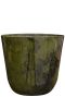 Epipremnum Pinnatum Global Green