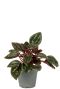 Hoya Krohniana Silver blad