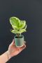 Peperomia obtusifolia plantje geel blad