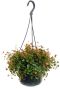 Peperomia pepperspot hangplant