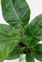 Syngonium Pink Splash