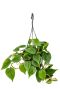 Philodendron-scandens-plante-suspendue