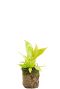 Philodendron calkins gold plant