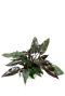 Philodendron grote bladeren