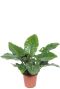 Hoya Krohniana Silver blad
