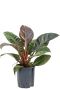 Philodendron imperial red hydroplant