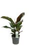 Alocasia Branchifolia Pink Passion blad