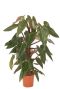 Philodendron Mandaianum