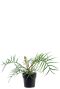 Philodendron polypodioides tortum