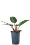 Syngonium Pink Splash