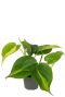 Alocasia Branchifolia Pink Passion blad