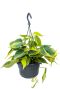 Syngonium Pink Splash